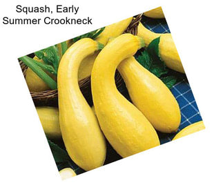 Squash, Early Summer Crookneck