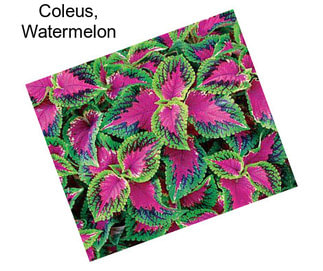 Coleus, Watermelon