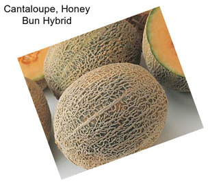 Cantaloupe, Honey Bun Hybrid