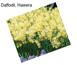 Daffodil, Hawera