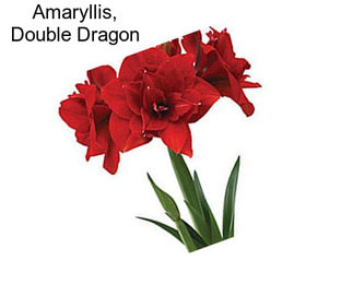 Amaryllis, Double Dragon