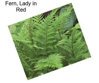 Fern, Lady in Red