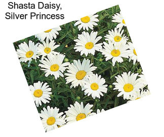 Shasta Daisy, Silver Princess