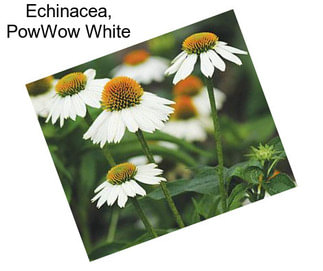 Echinacea, PowWow White