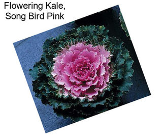 Flowering Kale, Song Bird Pink