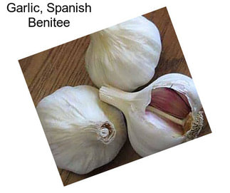 Garlic, Spanish Benitee