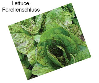 Lettuce, Forellenschluss