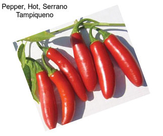 Pepper, Hot, Serrano Tampiqueno