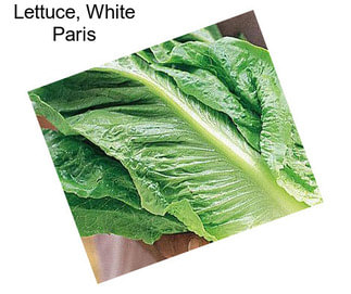 Lettuce, White Paris