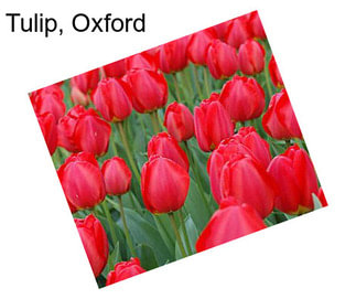 Tulip, Oxford