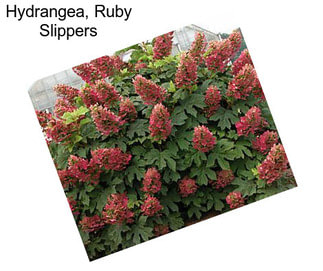 Hydrangea, Ruby Slippers