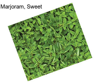 Marjoram, Sweet