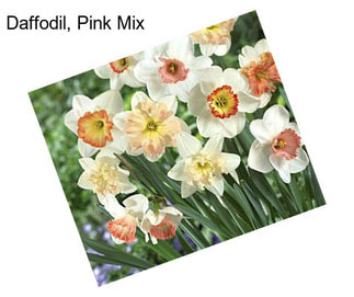 Daffodil, Pink Mix