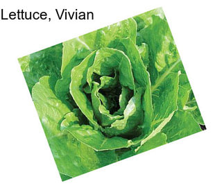 Lettuce, Vivian