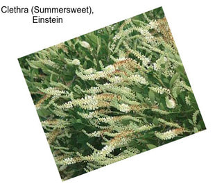 Clethra (Summersweet), Einstein