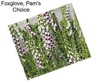 Foxglove, Pam\'s Choice