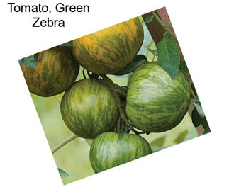 Tomato, Green Zebra