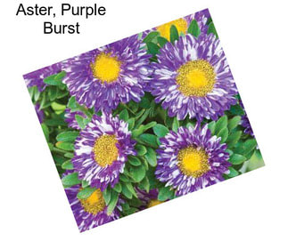 Aster, Purple Burst