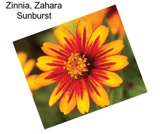 Zinnia, Zahara Sunburst