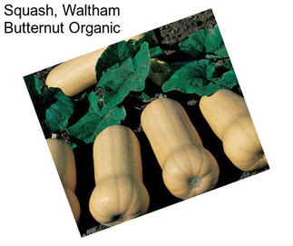 Squash, Waltham Butternut Organic