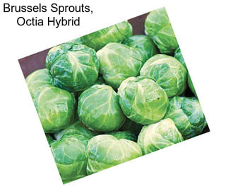Brussels Sprouts, Octia Hybrid