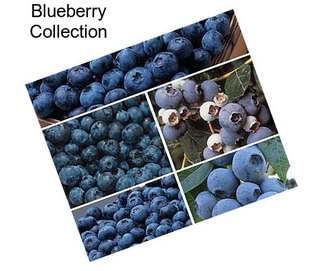 Blueberry Collection