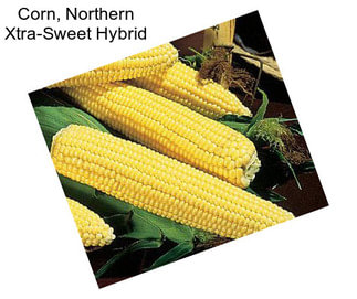 Corn, Northern Xtra-Sweet Hybrid