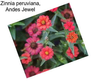 Zinnia peruviana, Andes Jewel