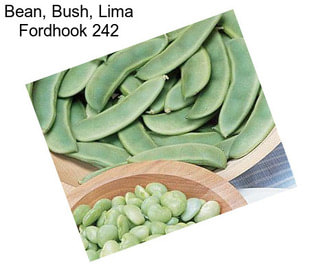 Bean, Bush, Lima Fordhook 242