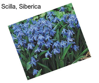 Scilla, Siberica