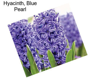 Hyacinth, Blue Pearl