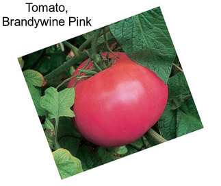 Tomato, Brandywine Pink