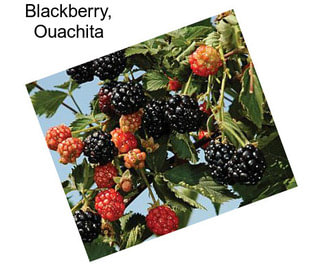 Blackberry, Ouachita