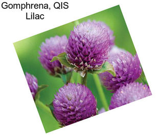 Gomphrena, QIS Lilac
