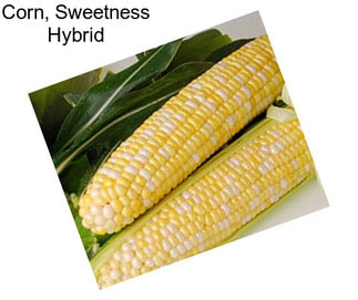 Corn, Sweetness Hybrid