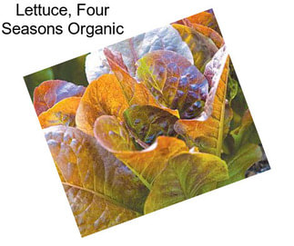 Lettuce, Four Seasons Organic