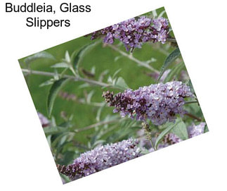 Buddleia, Glass Slippers