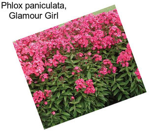 Phlox paniculata, Glamour Girl