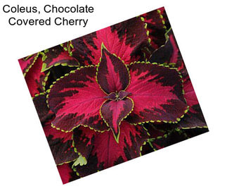 Coleus, Chocolate Covered Cherry