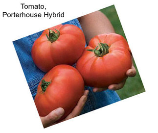 Tomato, Porterhouse Hybrid