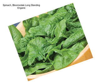 Spinach, Bloomsdale Long Standing Organic