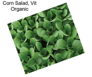 Corn Salad, Vit Organic