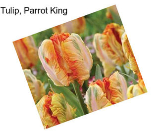 Tulip, Parrot King