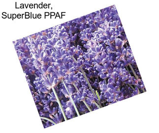 Lavender, SuperBlue PPAF