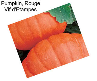 Pumpkin, Rouge Vif d\'Etampes