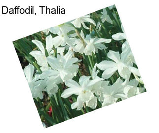 Daffodil, Thalia