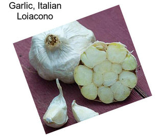 Garlic, Italian Loiacono