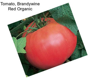 Tomato, Brandywine Red Organic