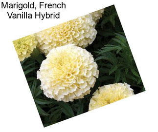 Marigold, French Vanilla Hybrid