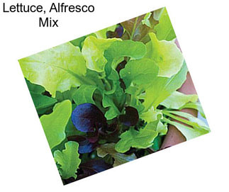 Lettuce, Alfresco Mix